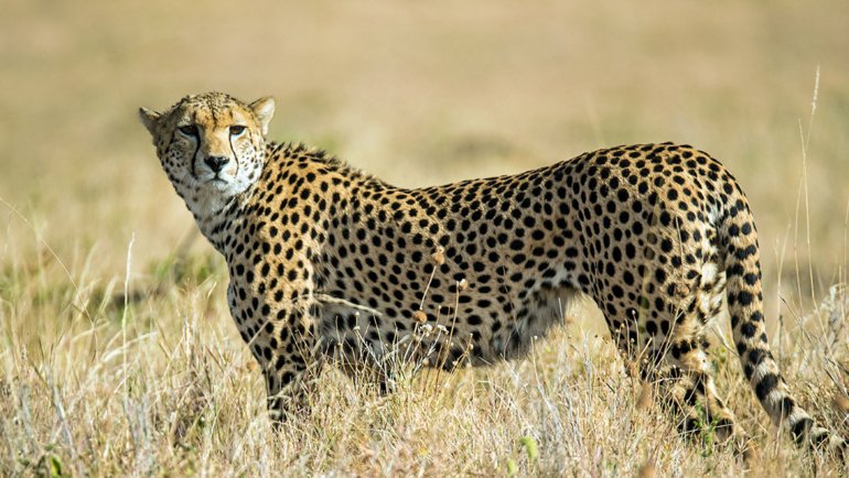 Cheetah fact sheet - Hero