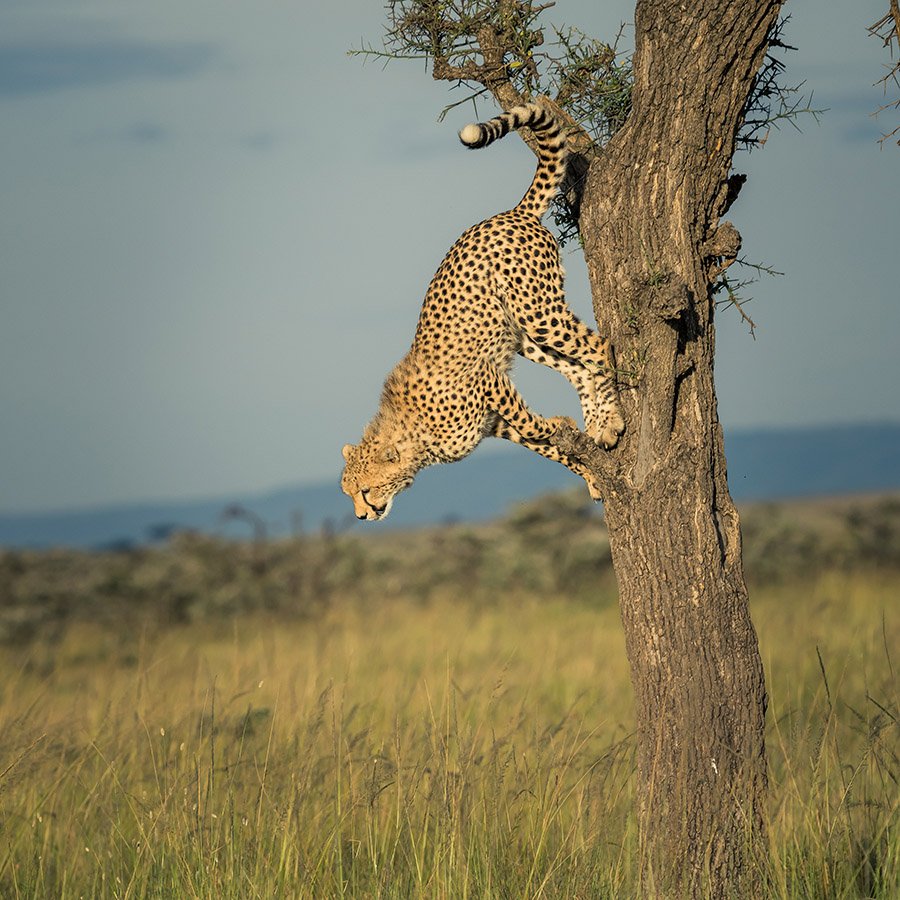 Cheetah jumping from a tree