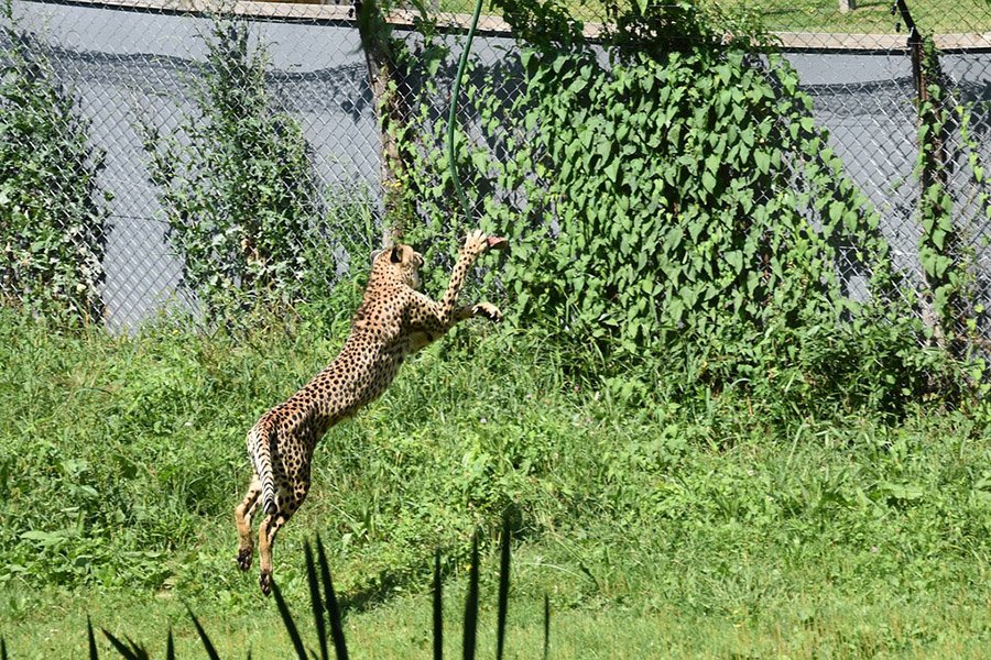 Cheetah jumping high