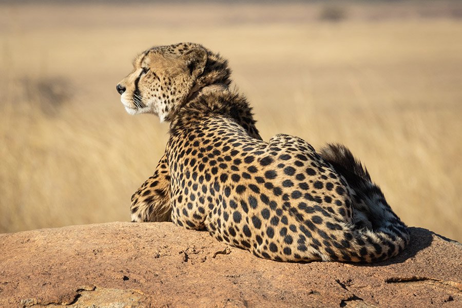 Cheetah on a rock