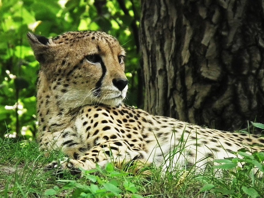 Cheetah relaxing under a tree