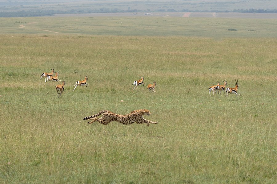 Cheetah running fast