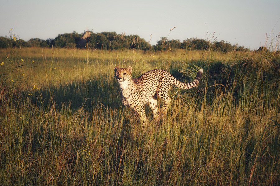 Cheetah running in grass