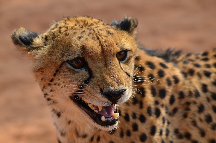 Cheetah showing teeth