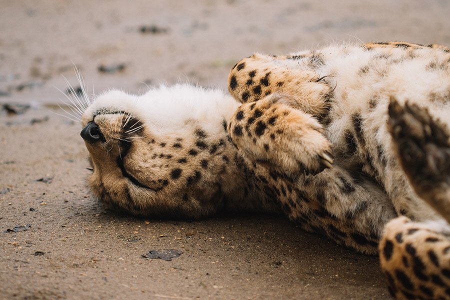 Cheetah sleeping on its back