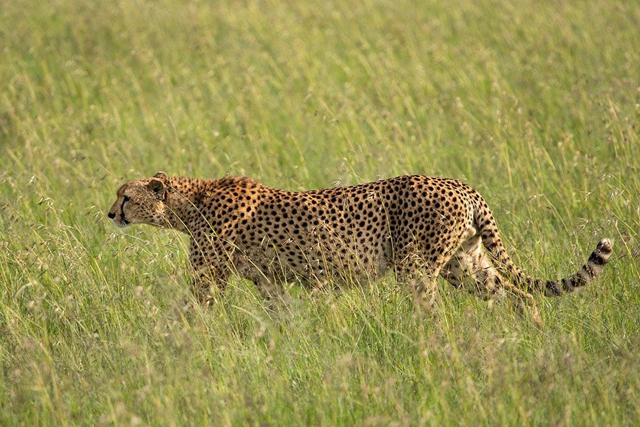 Cheetah walking in tall grass