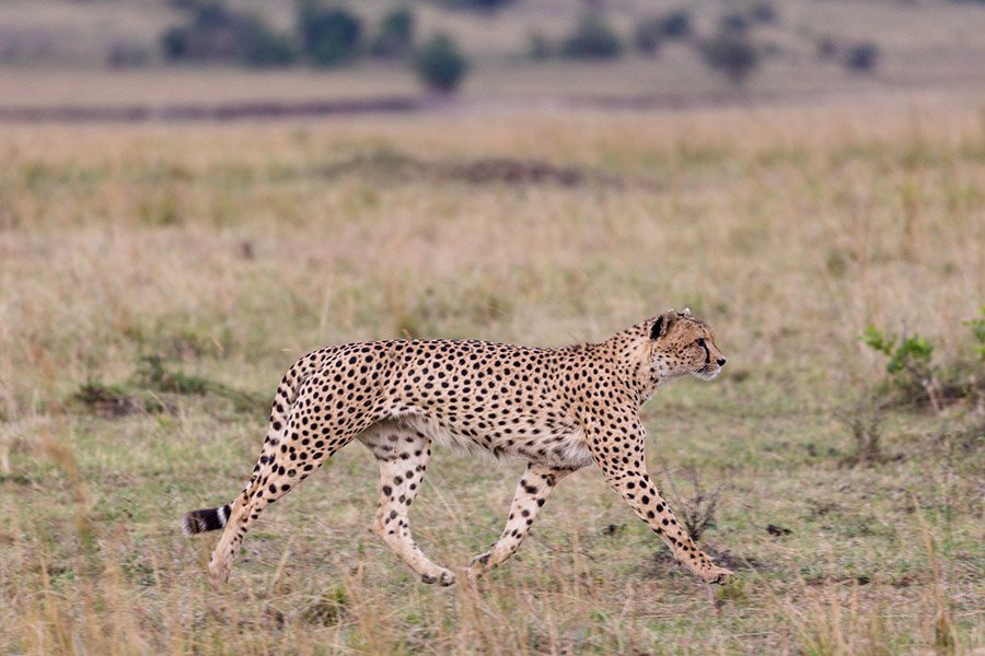 Cheetah walking in the savanna