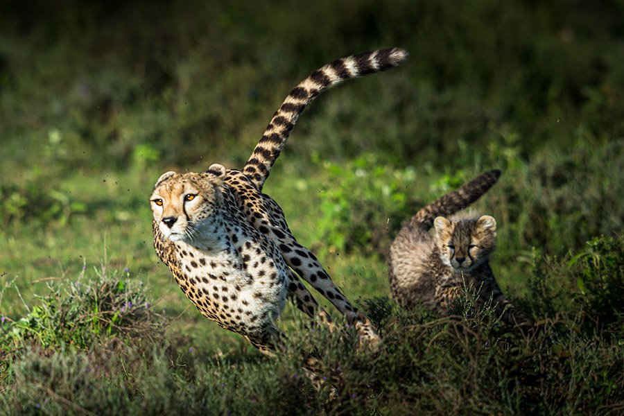 Cheetah with cub running fast