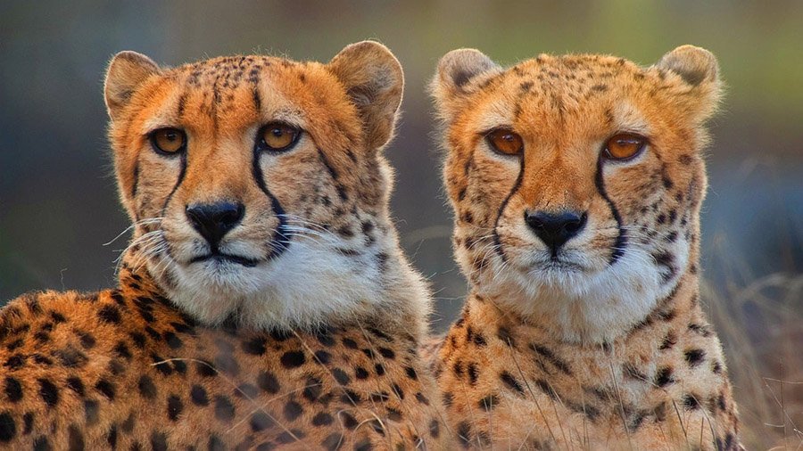 Cheetahs with their black tear marks