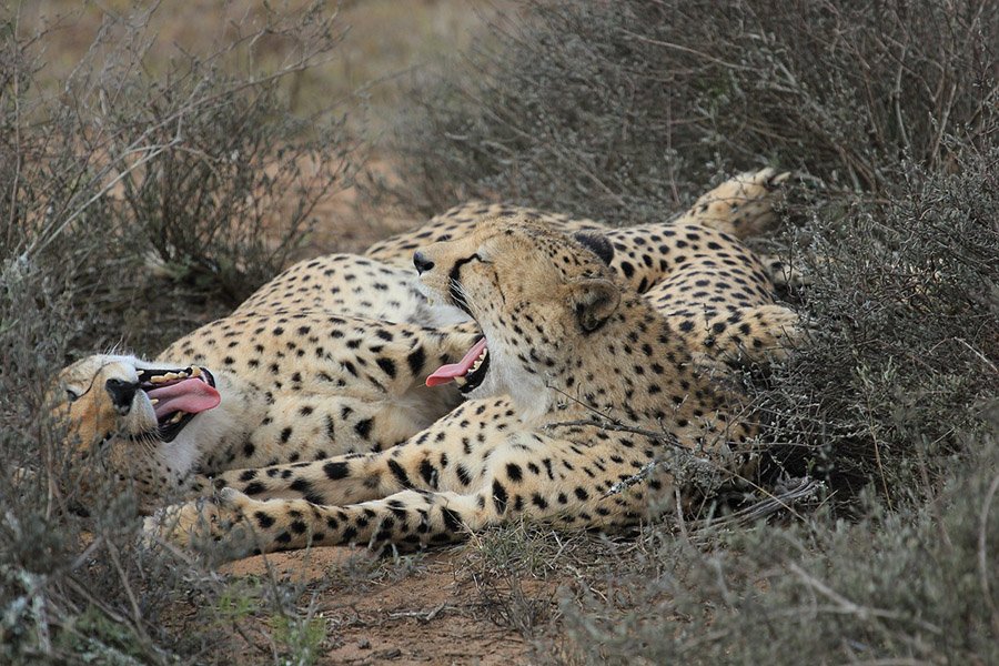 Cheetahs yawning