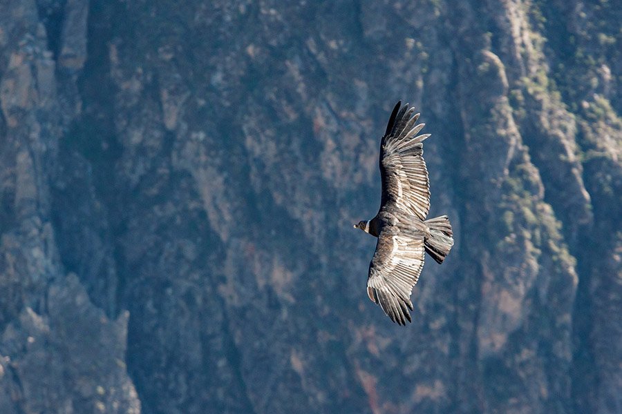 Chile Andean Condor 1