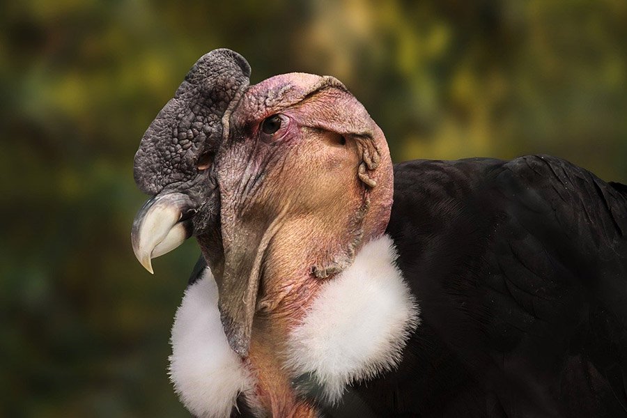 Chile Andean Condor 2