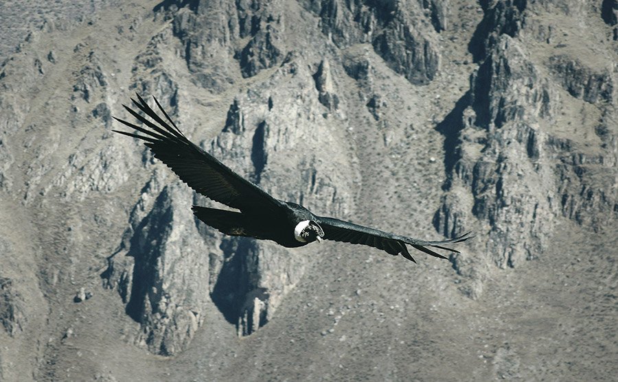 Chile Andean Condor 3