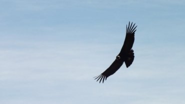 Chile Andean Condor - Hero