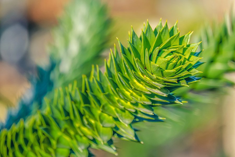 Chile Araucaria