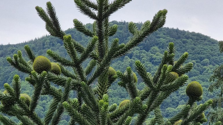 Chile Araucaria - Hero