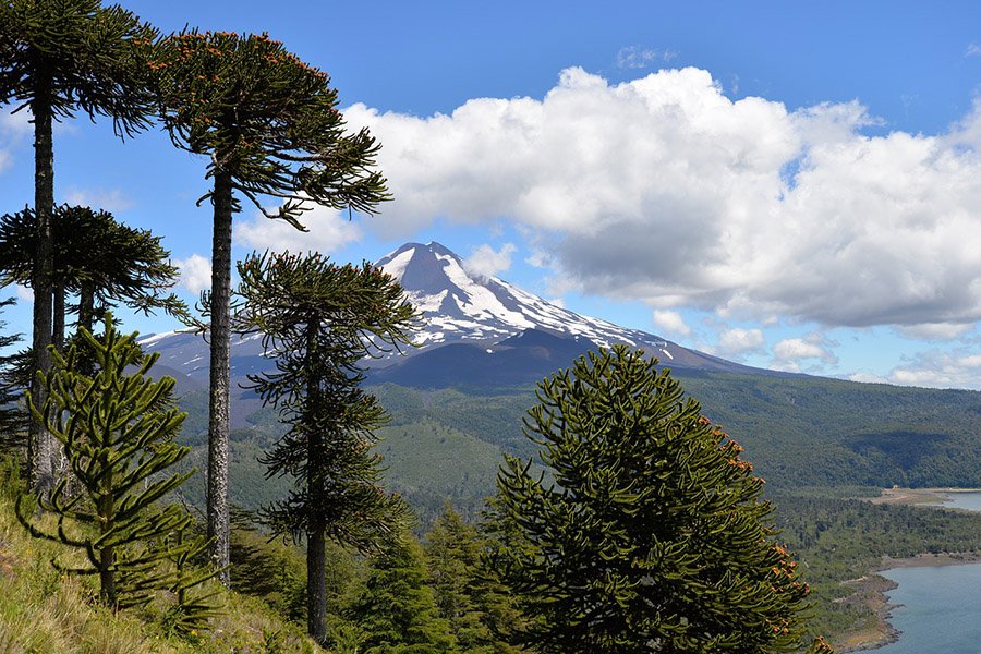 Chile Araucarias in Conguillío National Park