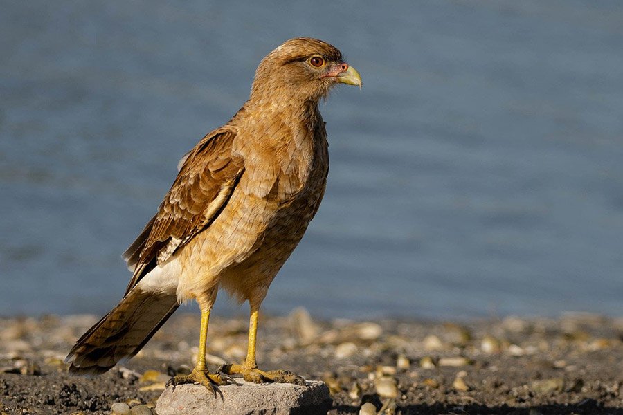 Chimango Caracara