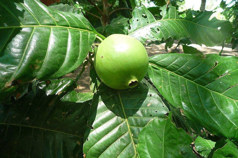 Colombia Borojo