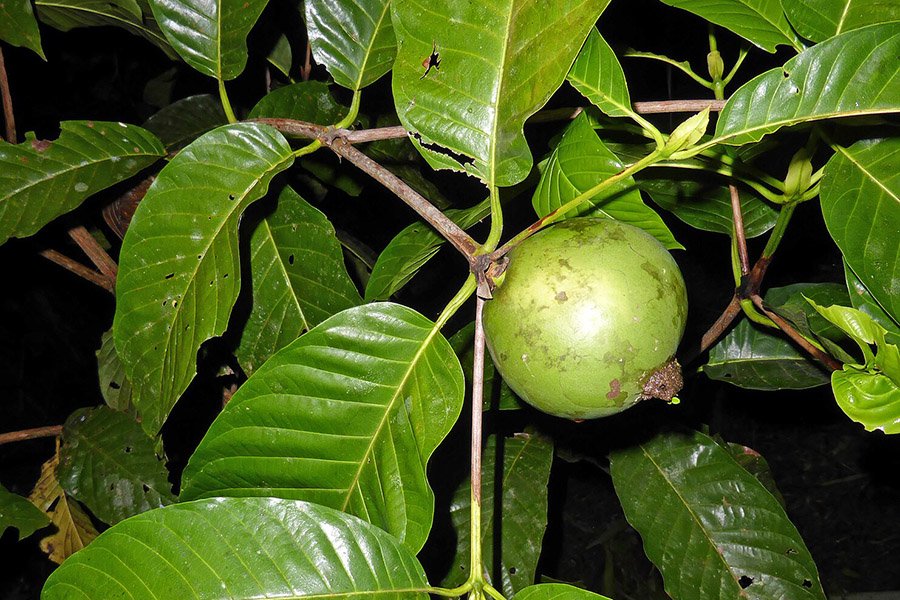 Colombia Borojo 