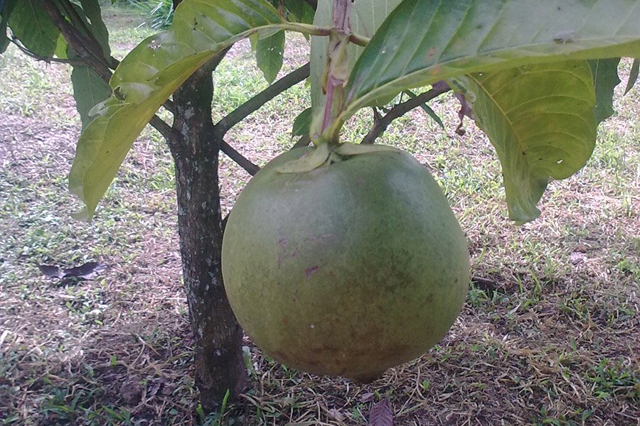 Colombia Borojo