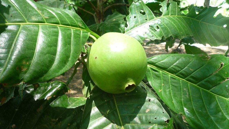 Colombia Borojo - Hero