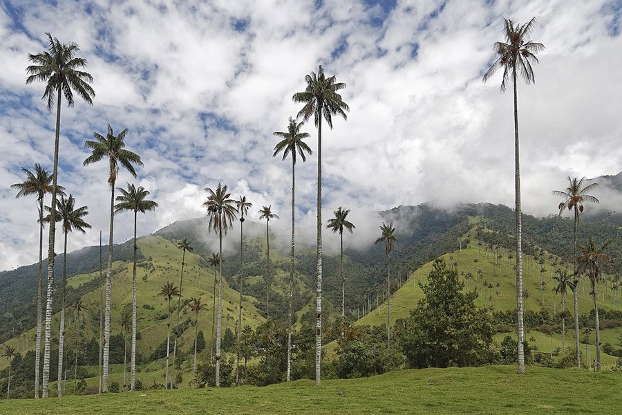 Colombia Wax Palm 1