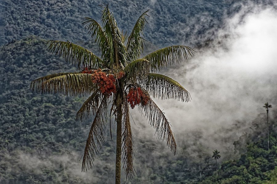 Colombia Wax Palm 2