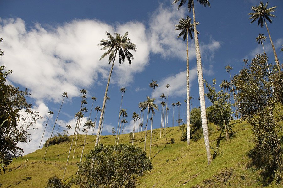 Colombia Wax Palm 3