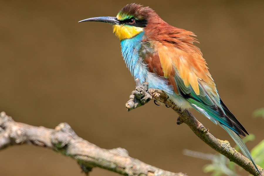 Colorful bee-eater