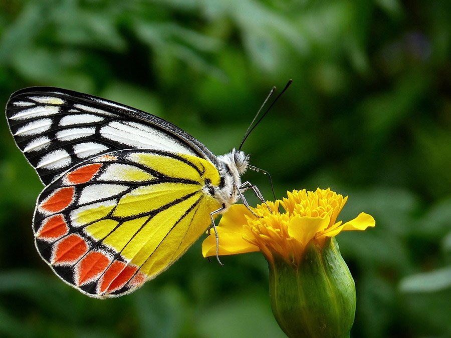 Common jezebel