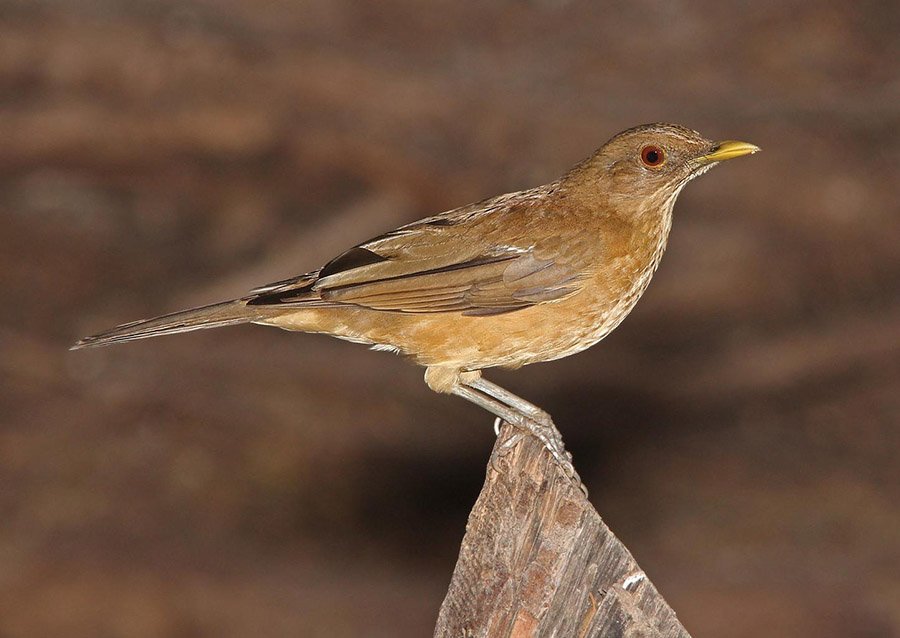 Costa Rica Clay-Colored Thrush 2