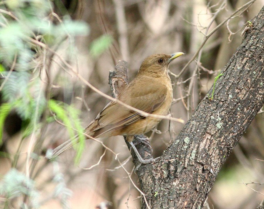 Costa Rica Clay-Colored Thrush 3