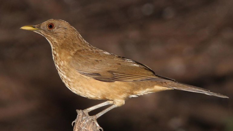 Costa Rica Clay-Colored Thrush - Hero