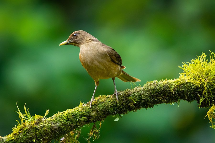 Costa Rica Clay-Colored Thrush