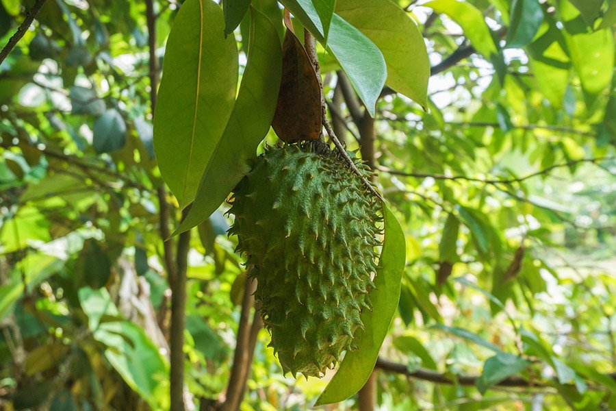 Costa Rica Guanabana 2