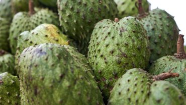 Costa Rica Guanabana - Hero