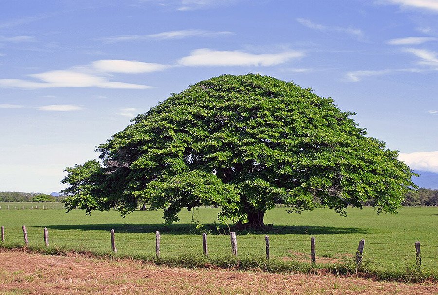 Costa Rica Guanacaste Tree 