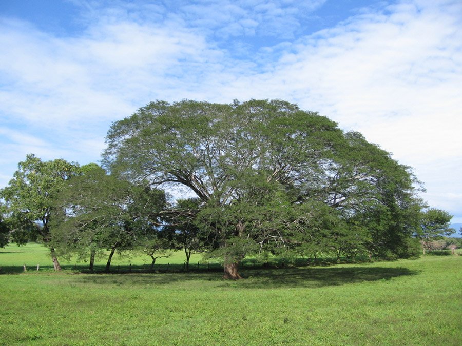 Costa Rica Guanacaste Tree