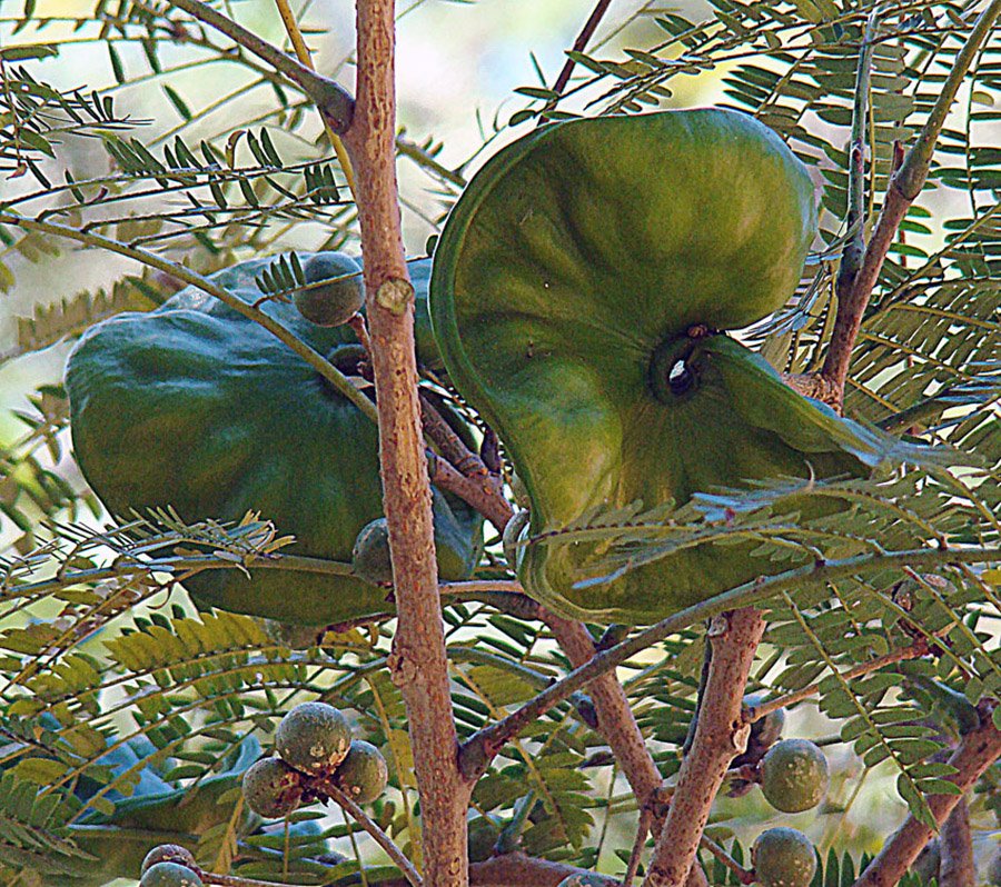 Costa Rica Guanacaste Tree 