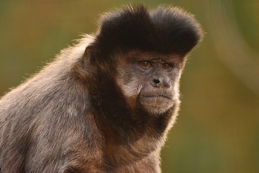 Crested Capuchin