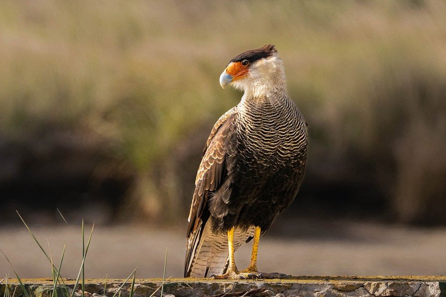 Crested Caracara