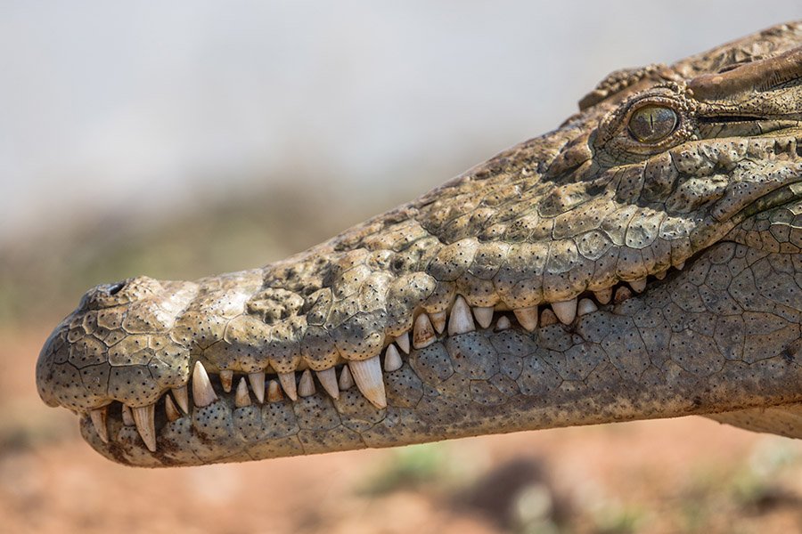 Crocodile in South Africa