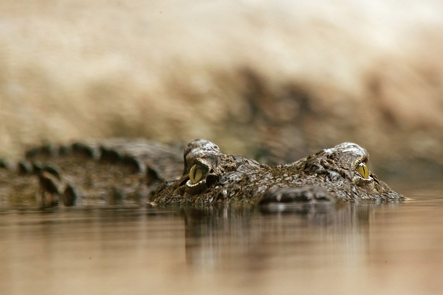 Crocodile in water