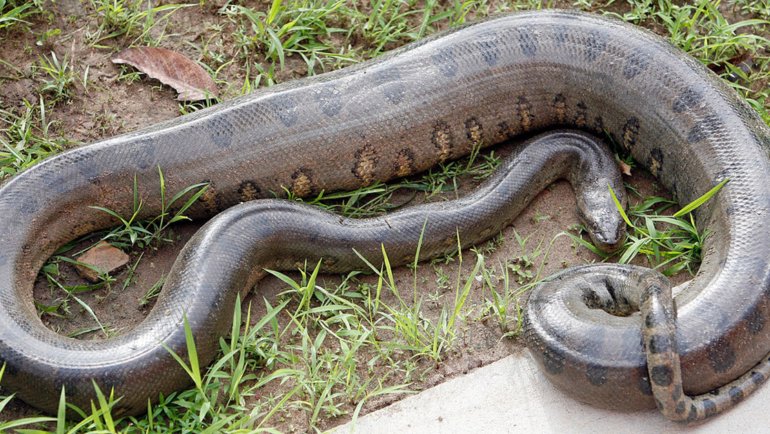 Do anacondas eat humans - Hero