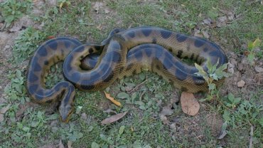 Do anacondas lay eggs - Hero