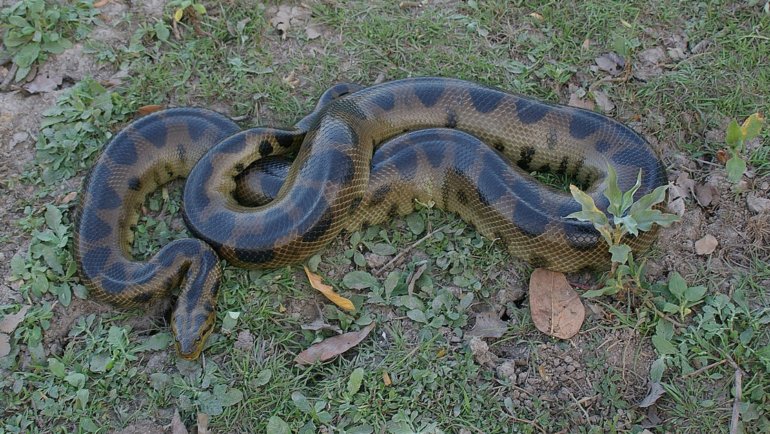 Do anacondas lay eggs - Hero