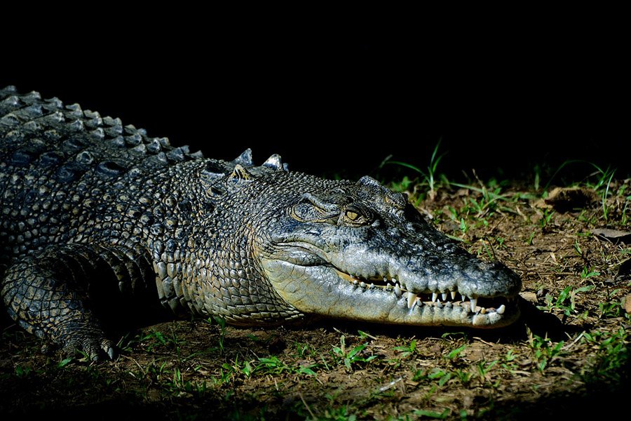 East Timor Saltwater Crocodile