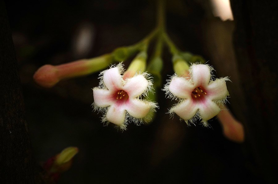 Ecuador Cinchona 