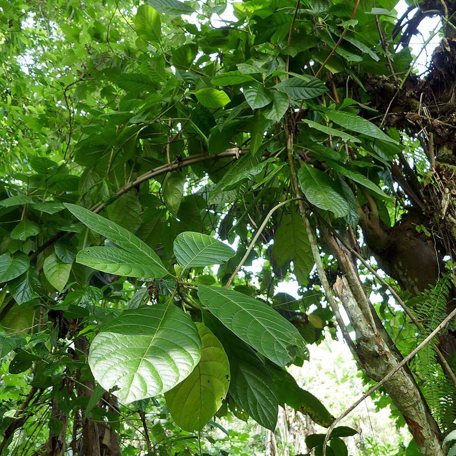 Ecuador Cinchona